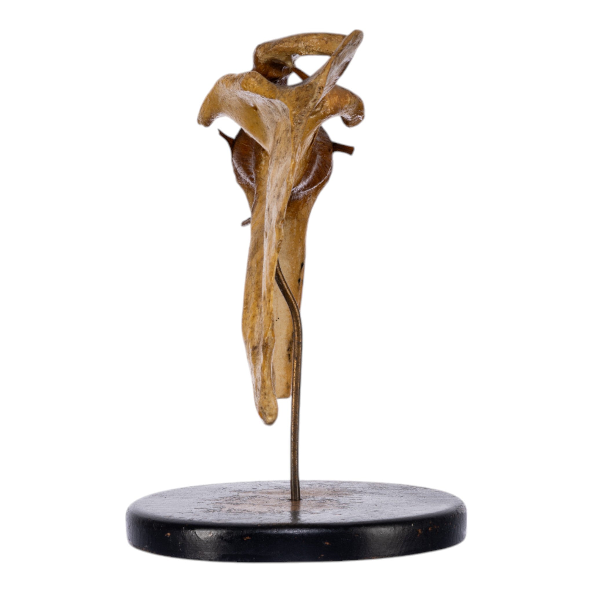 Real Human Left Shoulder Joint Anatomical Model on Stand - Medical Education, Orthopedic Study & Classroom Demonstration