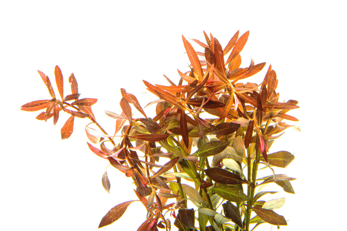 Ludwigia Brevipes Aquatic Plant for Freshwater Aquariums - Perfect for Aquascaping, Fish Tanks & Planted Aquariums