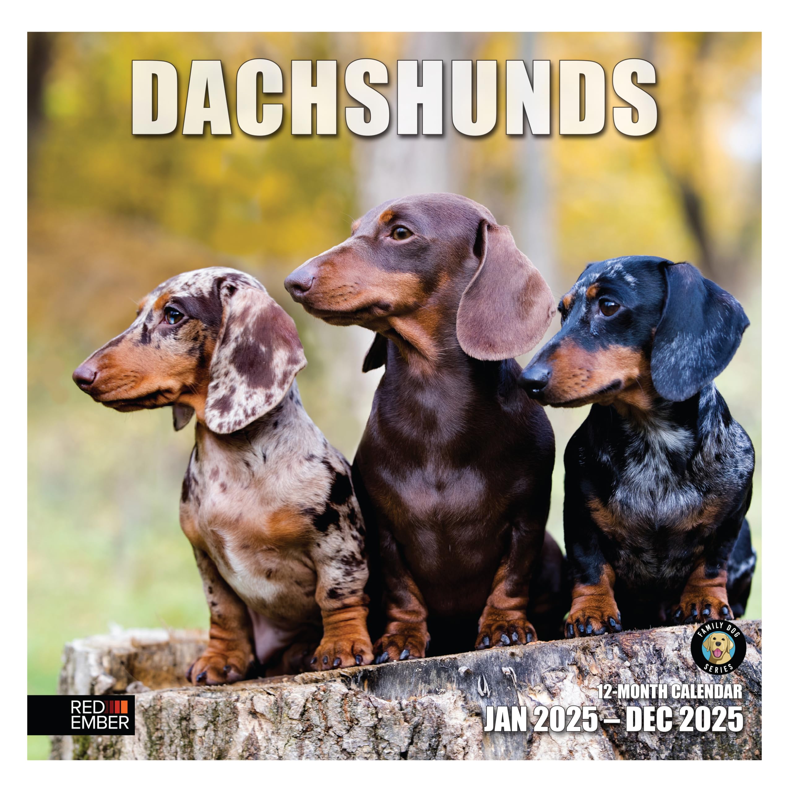 RED EMBER Dachshunds 2025 Wall Calendar - 12 Month Large 12x24 Inch with Thick Sturdy Paper - Perfect Gift for Dog Lovers - Home, Office & Classroom Decor