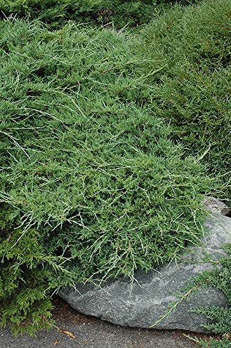 Juniper Sea Spray - 15 Live 4 Inch Pots - Juniperus Chinensis Plants - Drought Tolerant, Cold Hardy Evergreen Groundcover for Landscaping, Rock Gardens & Erosion Control