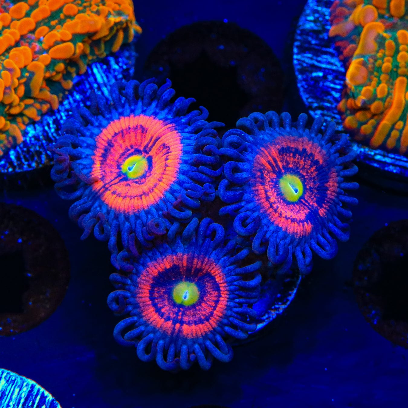 Everlasting Gobstopper Zoanthids Coral - Vibrant Saltwater Coral for Reef Aquariums | Perfect for Marine Tanks & Coral Displays
