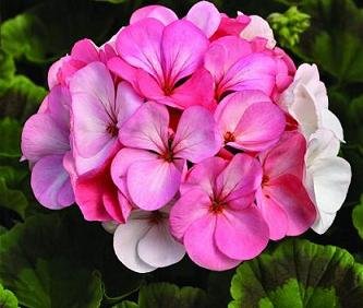 Premium Geranium Pinto Seeds - 100 Count, White to Rose Color - Perfect for Gardens, Landscaping & Floral Arrangements