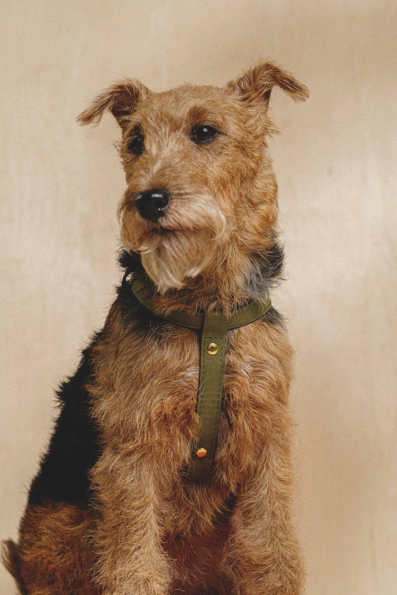 Premium Genuine Leather Dog Harness for Small to Medium Dogs - Adjustable & Durable Pet Walking Gear - Perfect for Daily Walks, Hiking & Outdoor Adventures