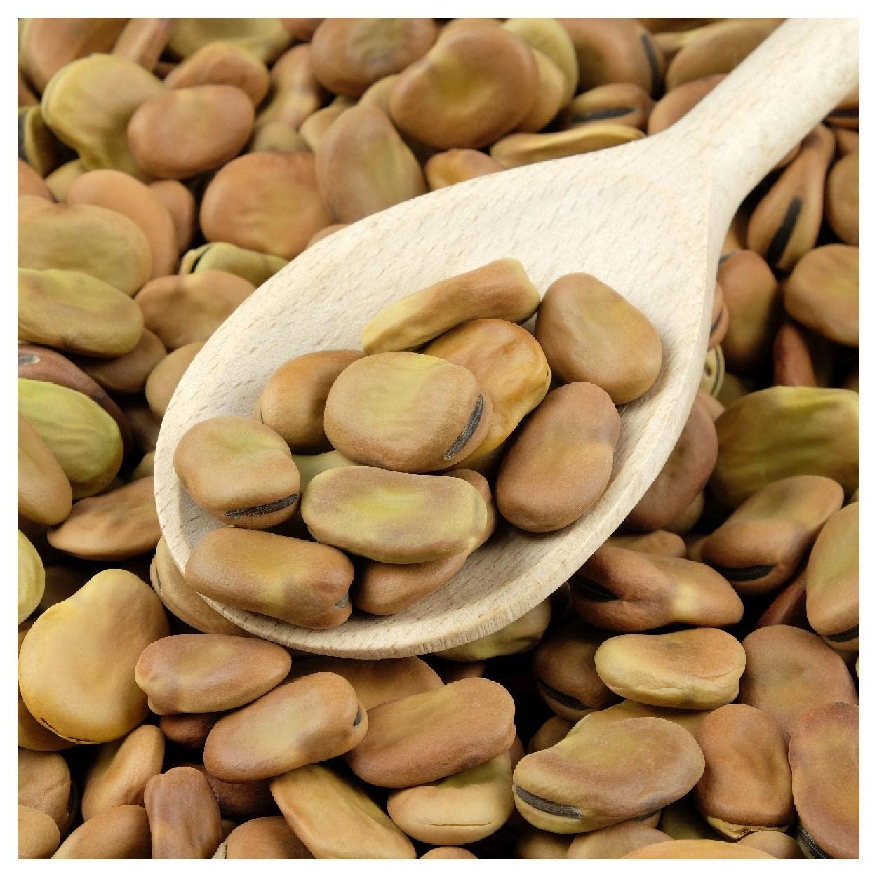 20 Organic Fava Broad Windsor Fava Bean Seeds - Non-GMO, Heirloom Variety - Perfect for Home Gardening, Cooking & Healthy Recipes - Everwilde Farms Gold Vault Packet
