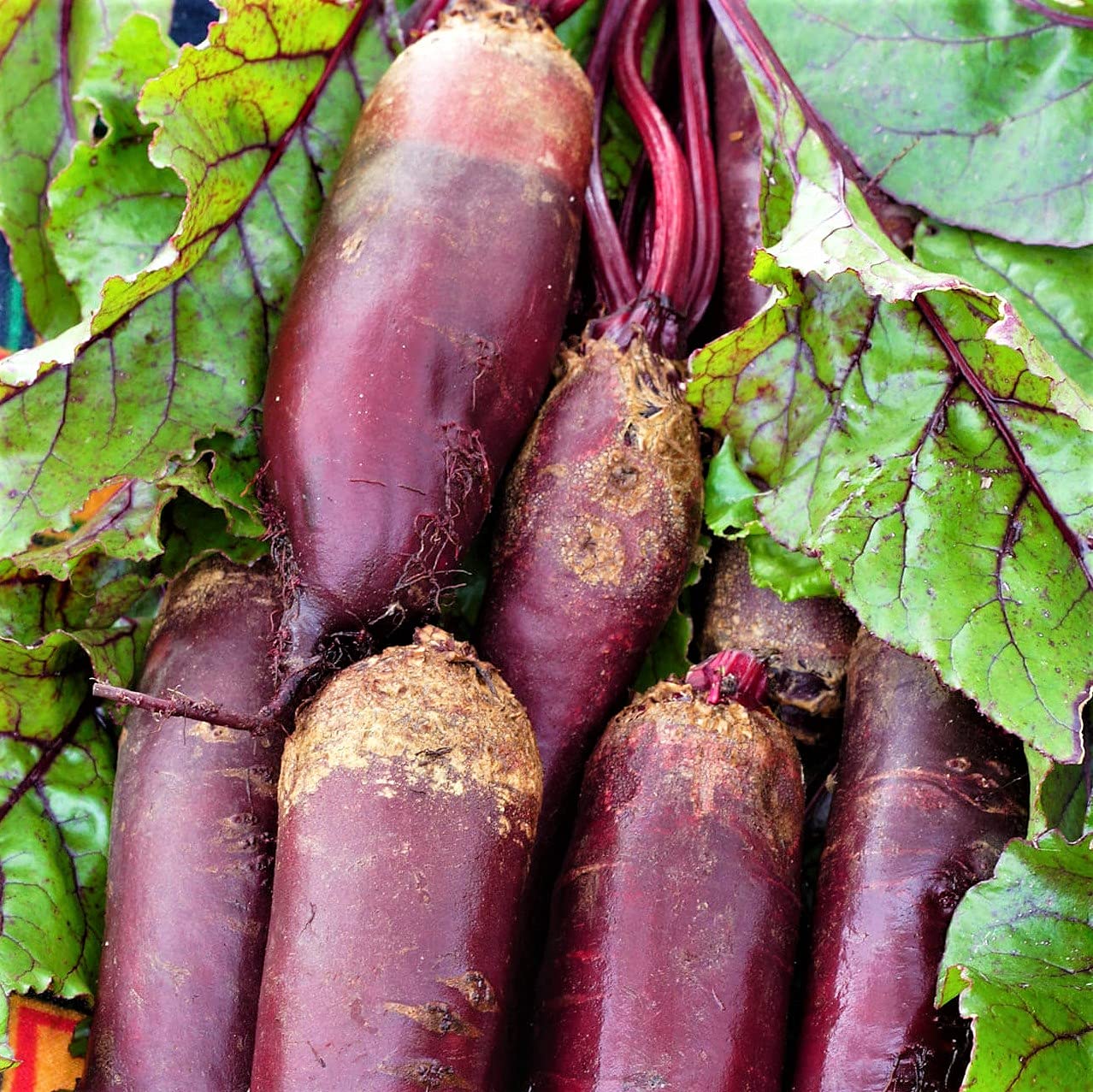 Organic Cylindra Heirloom Beet Seeds - 50+ Non-GMO Seeds for Sweet & Tender Beets | Unique Cylindrical Shape | Country Creek Acres | Perfect for Home Gardening, Canning & Healthy Recipes
