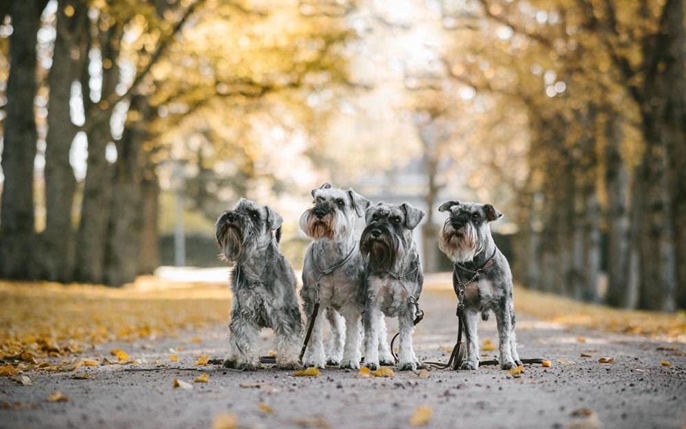 500-Piece Wooden Jigsaw Puzzle - Schnauzer Dog Art Puzzle for Adults & Kids - Educational Brain Teaser Game, Home Decor & Birthday Gift - Perfect for Family Game Night, Classroom Activities & Stress Relief