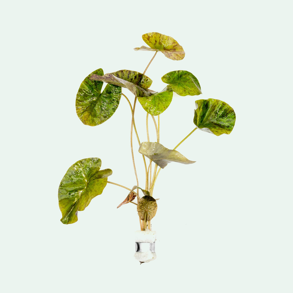 Tiger Lotus Aquatic Plant for Aquariums - Live Freshwater Plant for Fish Tanks, Ponds & Water Gardens - Perfect for Natural Aquascaping & Aquatic Decor