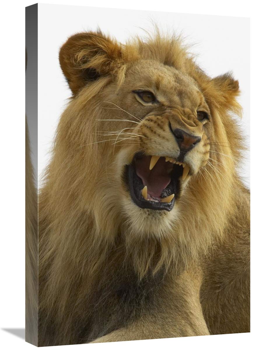 16 x 24 Inch African Lion Male Growling Wildlife Art Print - Native to Africa, San Diego Zoo Collection - Perfect for Home Decor, Office Wall Art & Safari Theme Rooms