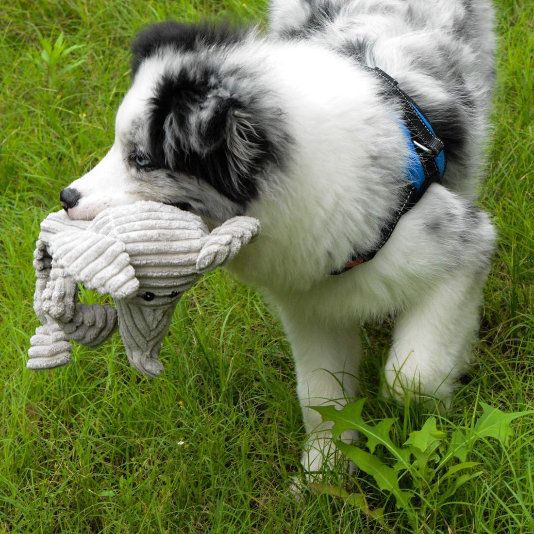 **Durable Squeaky Plush Dog Toys for Small & Medium Dogs - Super Soft, Chew-Proof & Fun Playtime - Perfect for Indoor & Outdoor Fetch, Training & Cuddling**