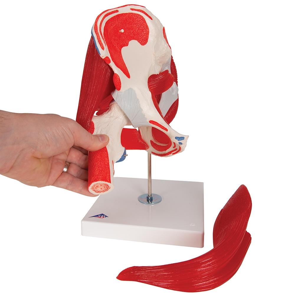 7-Part Hip Joint Model with Muscles - Anatomical Educational Tool for Medical Students, Doctors, and Physical Therapists - Perfect for Classroom, Lab, and Clinical Demonstrations