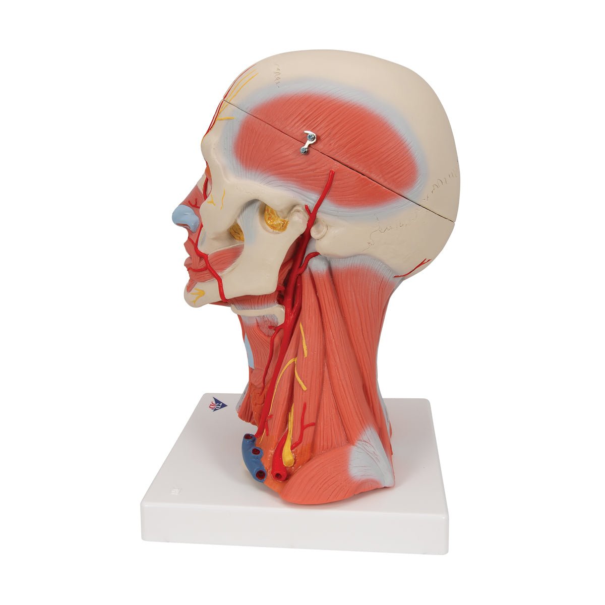 5-Part Human Head and Neck Musculature Anatomy Model - Detailed Medical Study Tool for Students, Doctors & Physical Therapists - Perfect for Classroom Demonstrations & Patient Education