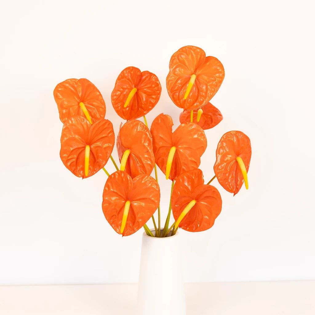 Anthurium Coral Dream Tropical Flower - Live Houseplant for Home & Office Decor - Perfect for Gifts, Weddings, and Indoor Gardening