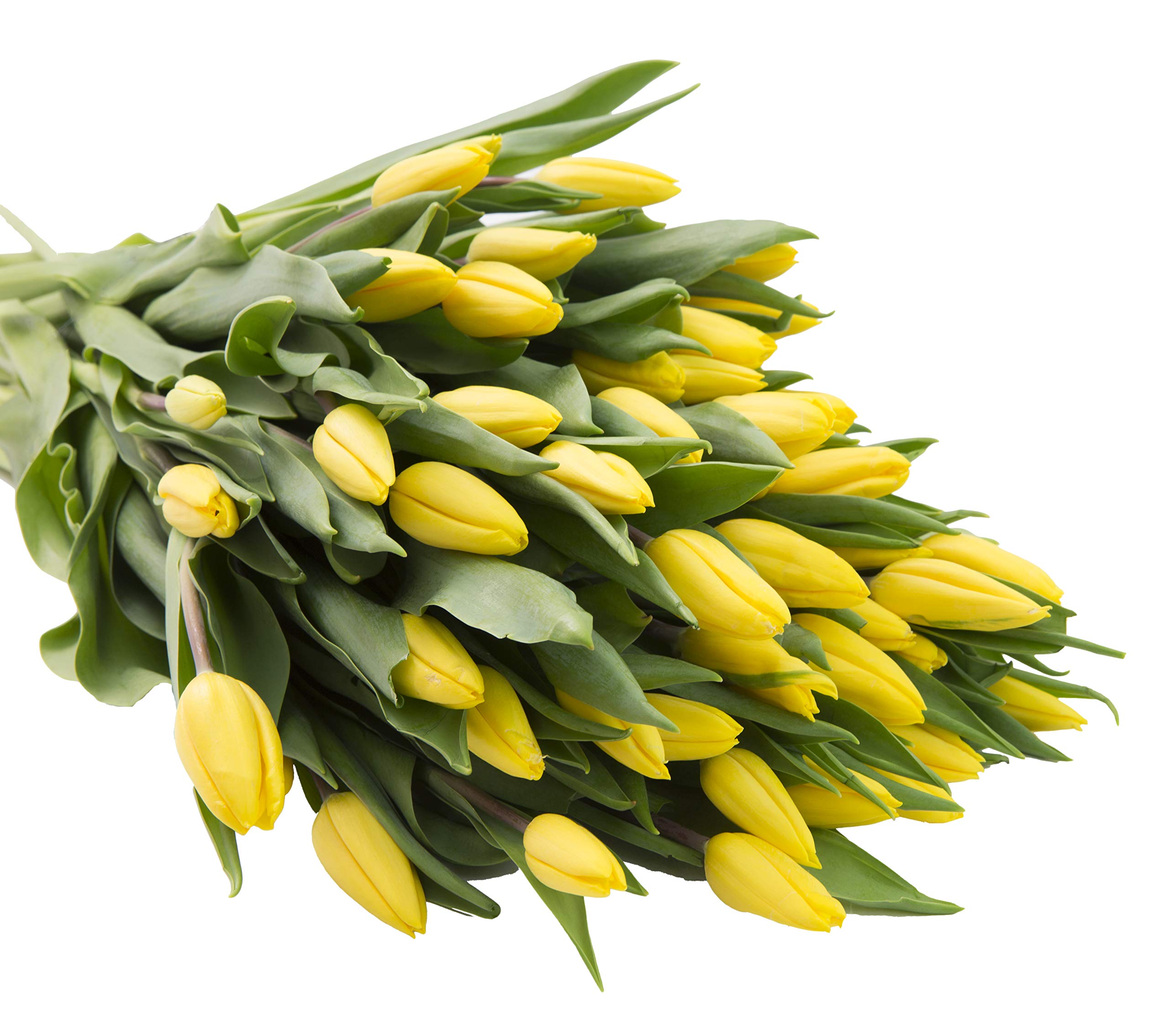 50 Fresh Yellow Tulips Bouquet - Wedding, Birthday, Anniversary, Get Well, Thank You, Valentine's & Mother's Day Gift Flowers | Next Day Delivery | Perfect for Weddings, Home Decor & Special Occasions