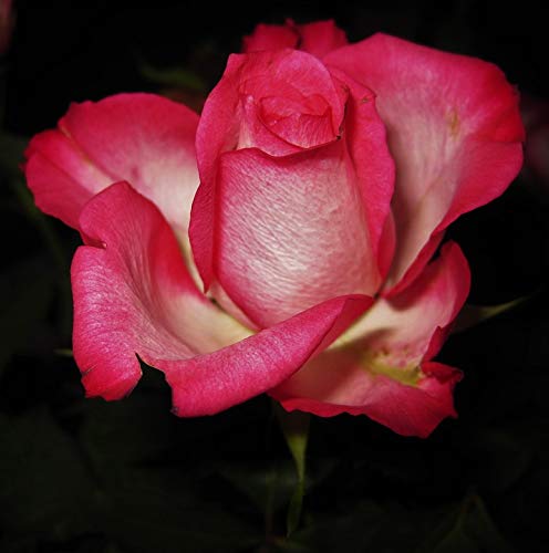 20x30 Inch Laminated Rose Flower Poster - Vibrant Bloom Art Print for Home Decor, Bedroom & Office Wall Art - Fits Standard Frames (Home Comforts Collection)