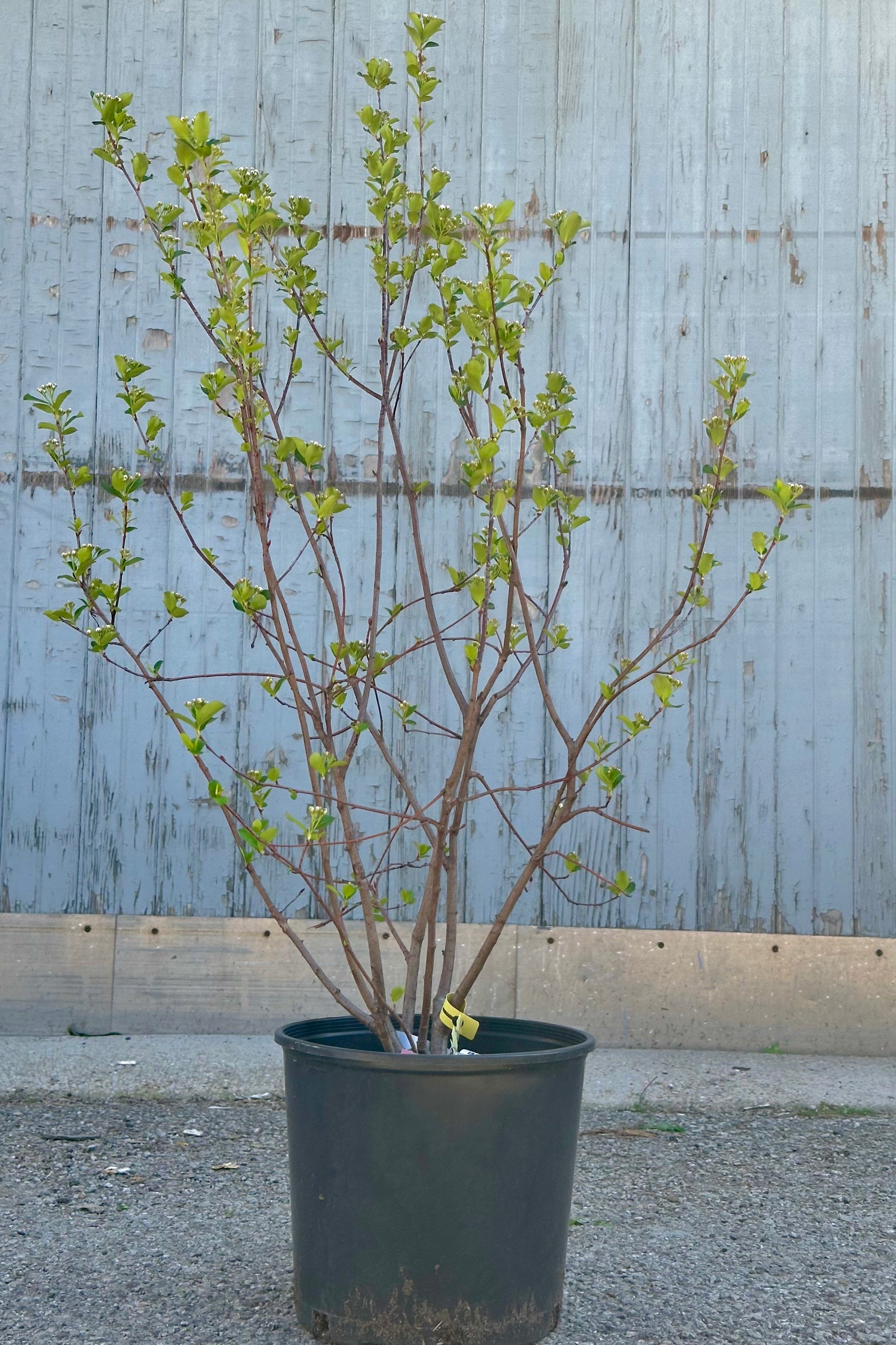 Premium Aronia Melanocarpa Var. Elata #3 - Organic Black Chokeberry Plant for Home Garden, Landscaping & Healthy Juicing | Fast-Growing, Cold-Hardy Shrub with Antioxidant-Rich Berries