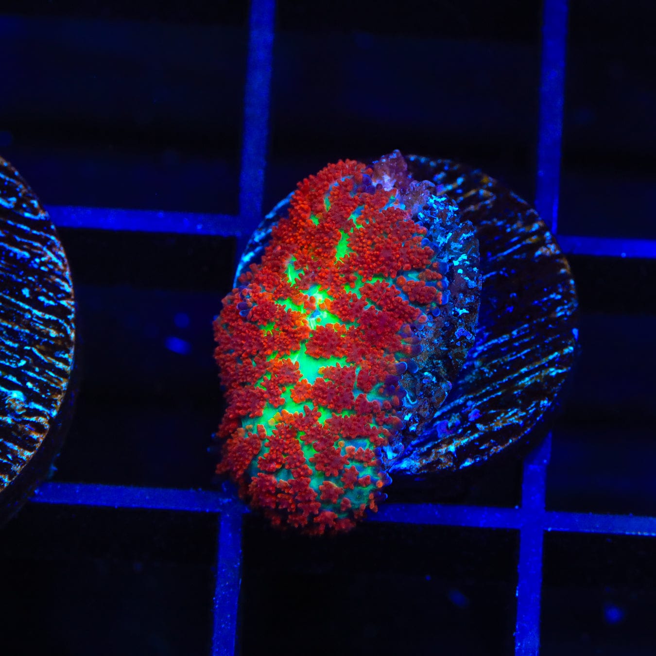 Premium Forest Fire Rhodactis Mushroom Coral for Saltwater Aquariums - Vibrant Orange-Red Coral for Reef Tanks & Marine Displays