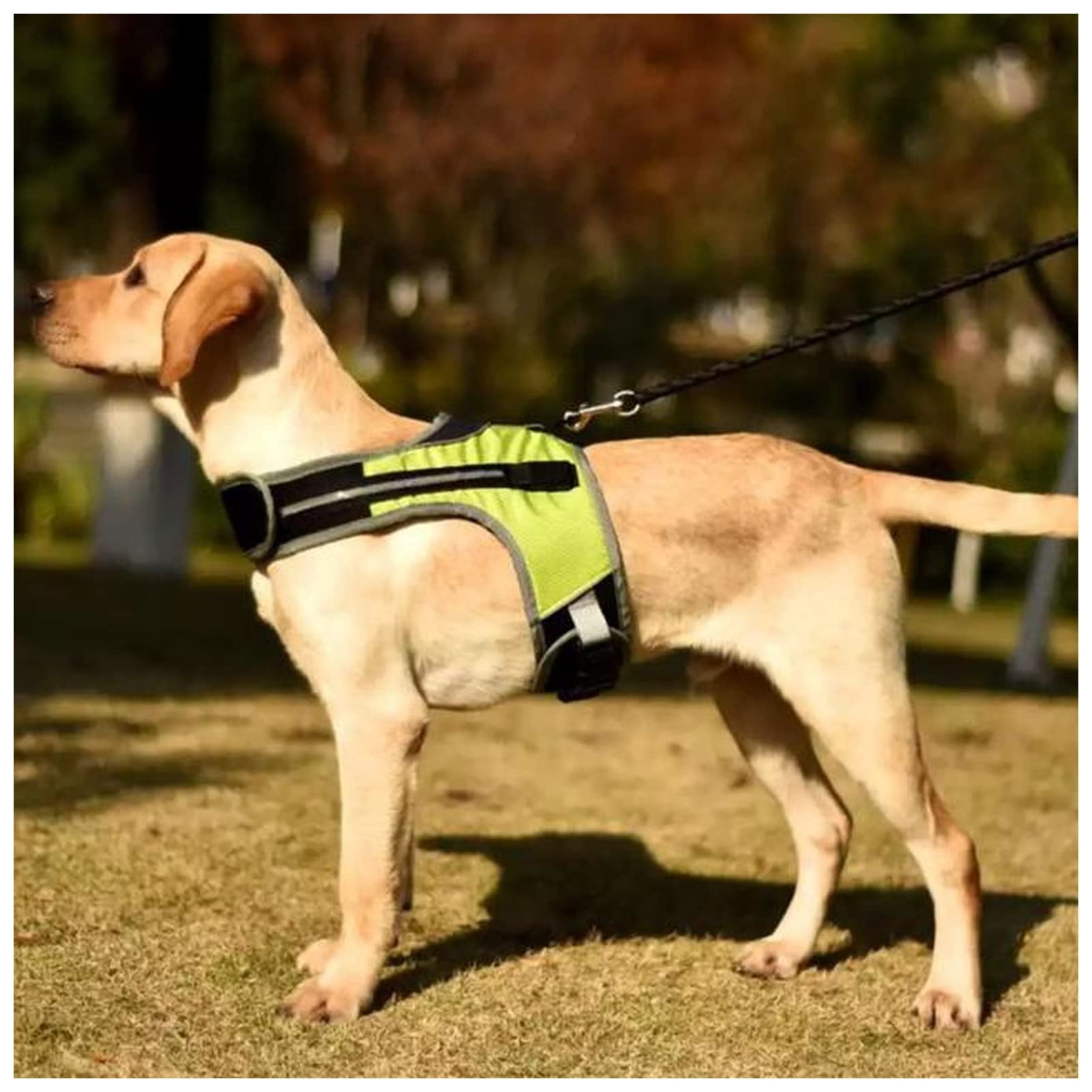 LED Luminous Reflective Dog Harness - High Visibility Safety Vest for Medium/Large Dogs (Husky, Shepherd, Labrador) | Adjustable Pet Chest Strap with Reflective Collar | Also Great for Women's Outdoor Activities (Green, XL) - Perfect for Night Walking, Jogging & Cycling Safety