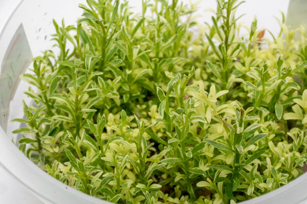 Ludwigia White Tissue Culture Aquarium Plant - Live Aquatic Plant for Fish Tank, Freshwater Aquascaping, and Nano Tanks | Perfect for Beginners and Planted Aquariums