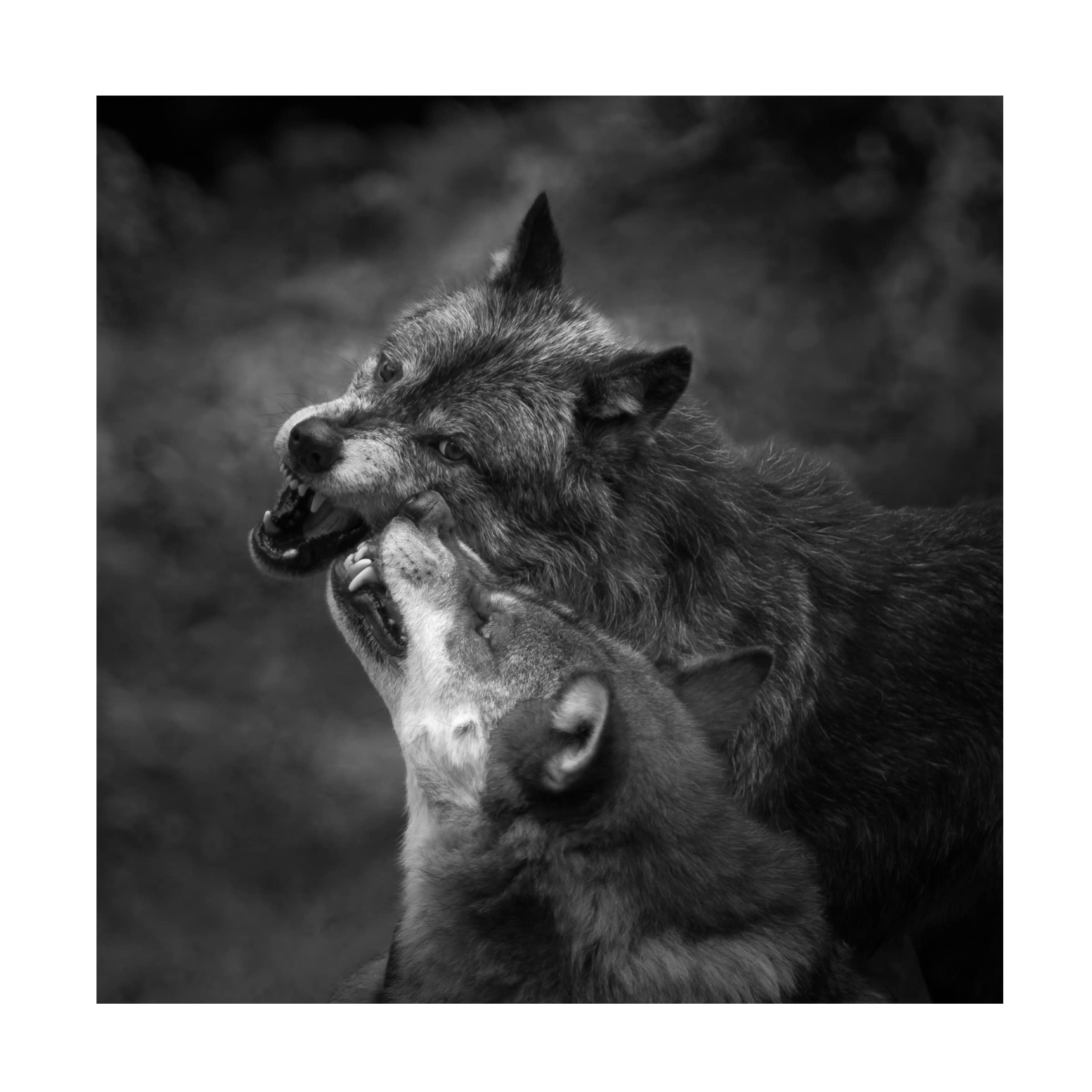 Sebastian Graf 'Foreplay' Canvas Art Print - Modern Wall Decor for Living Room, Bedroom & Office - Trademark Fine Art Collection