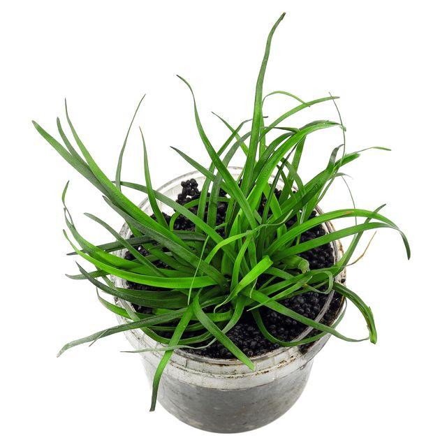 TCulture Eriocaulon 'Vietnam' Aquatic Plant - Live Freshwater Aquarium Plant for Fish Tank Decor (Pot) | Perfect for Aquascaping, Shrimp Tanks & Natural Aquatic Environments