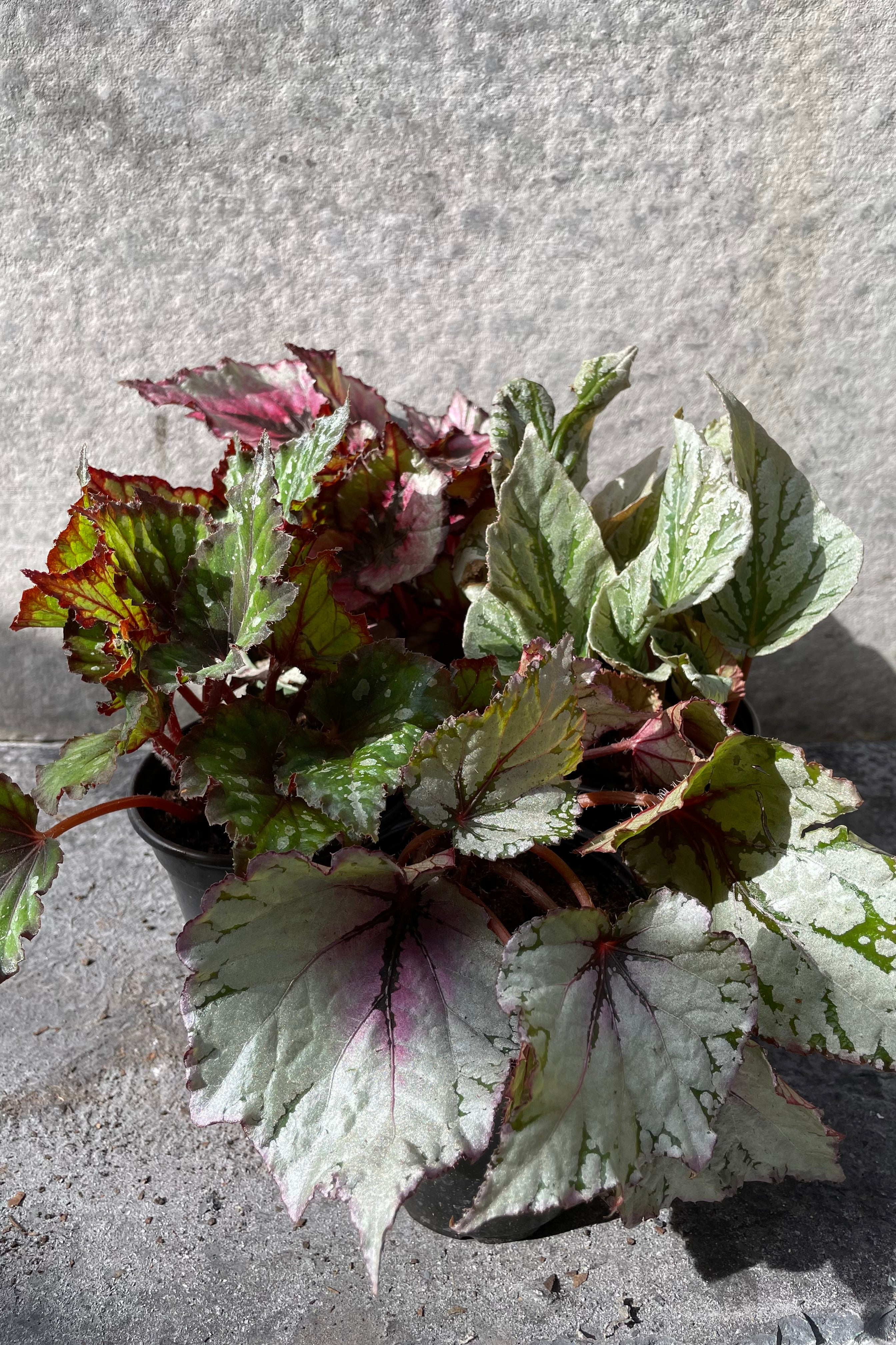 Rex Begonia Cultorum 4 - Stunning Foliage Houseplant for Home & Office Decor | Perfect for Indoor Gardens, Terrariums & Gift Giving
