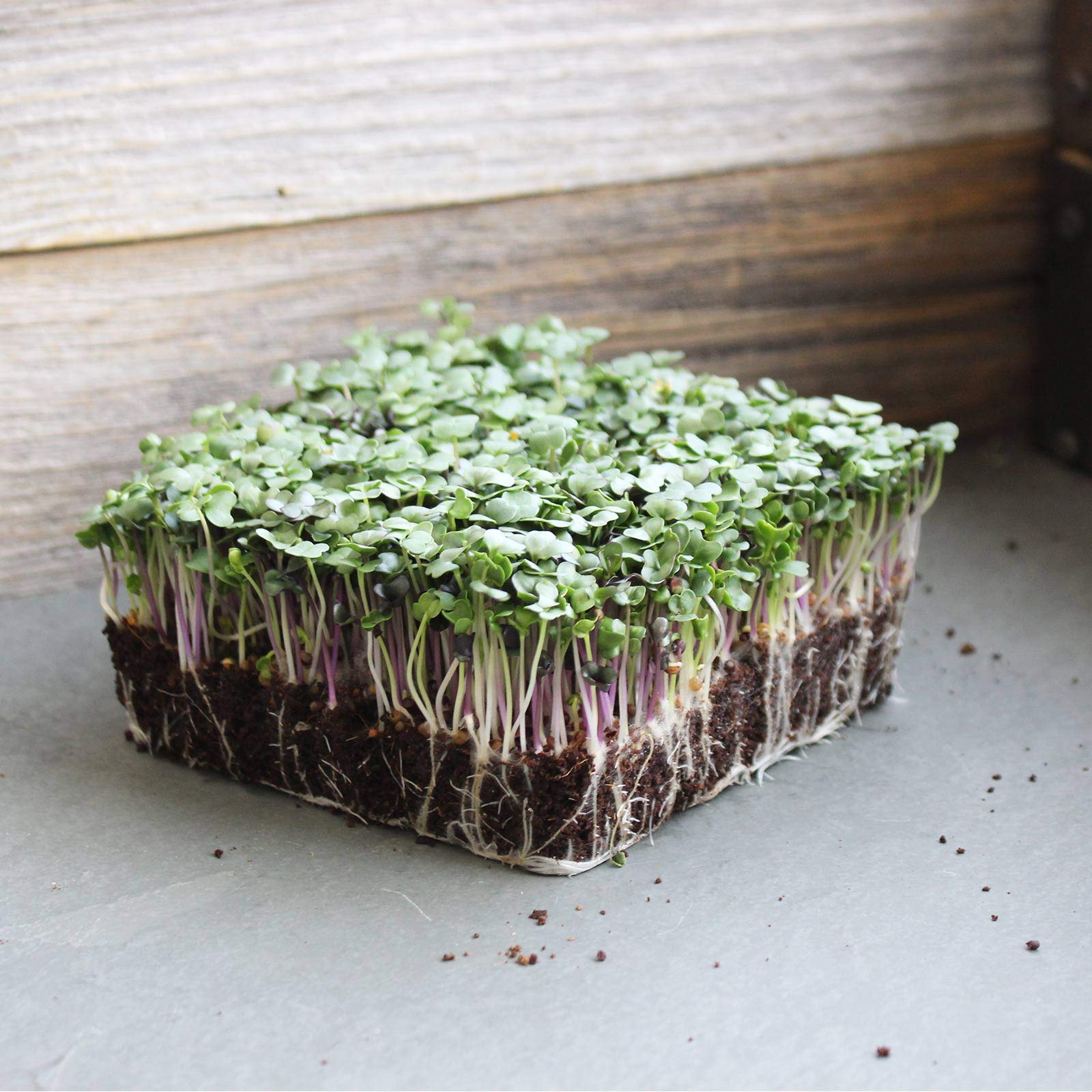 Organic Spicy Salad Mix Microgreens Seeds - 5 Lb Non-GMO Micro Greens Seed Blend: Broccoli, Kale, Mustard, Cabbage, Arugula | Perfect for Home Gardening, Healthy Salads & Smoothie Bowls