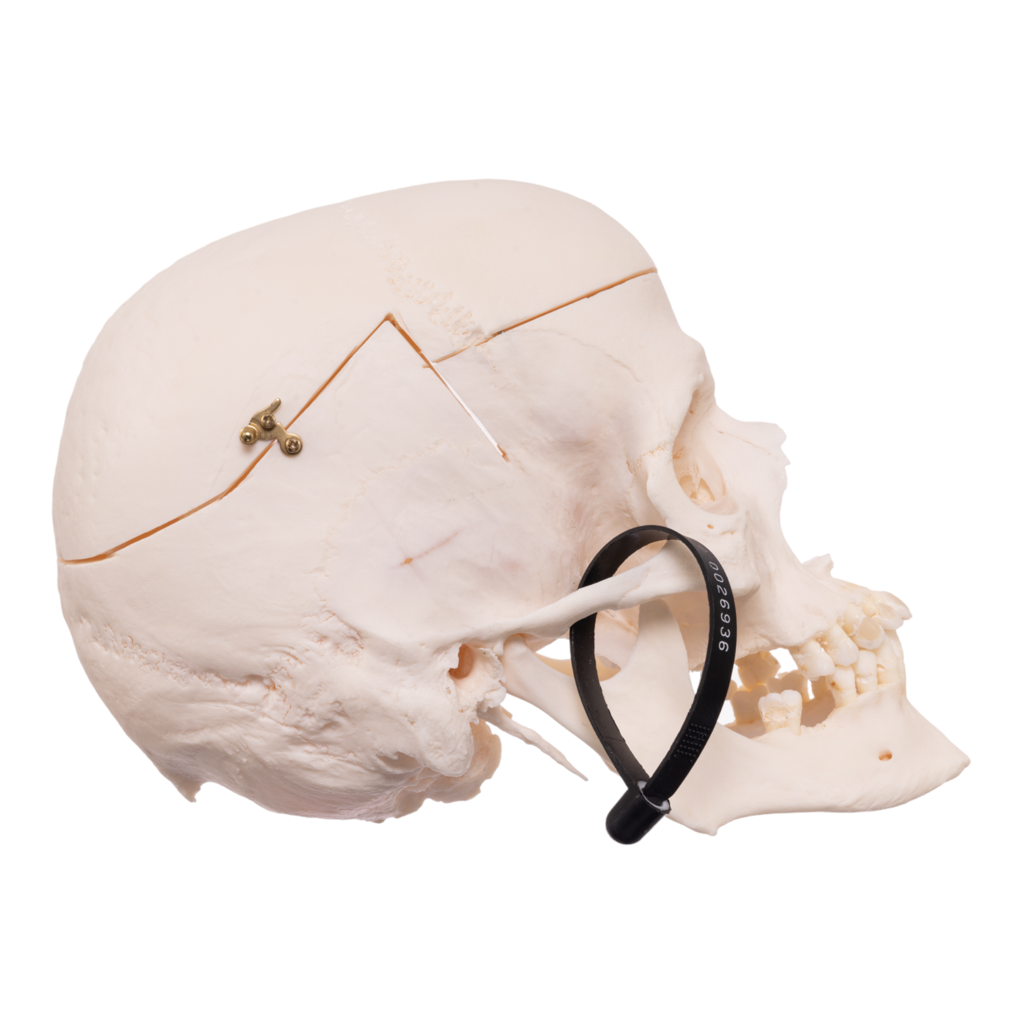 Premium Anatomical Human Skull Model - Accurate Medical & Educational Tool for Students, Doctors & Researchers | Perfect for Anatomy Study, Classroom Teaching & Medical Training