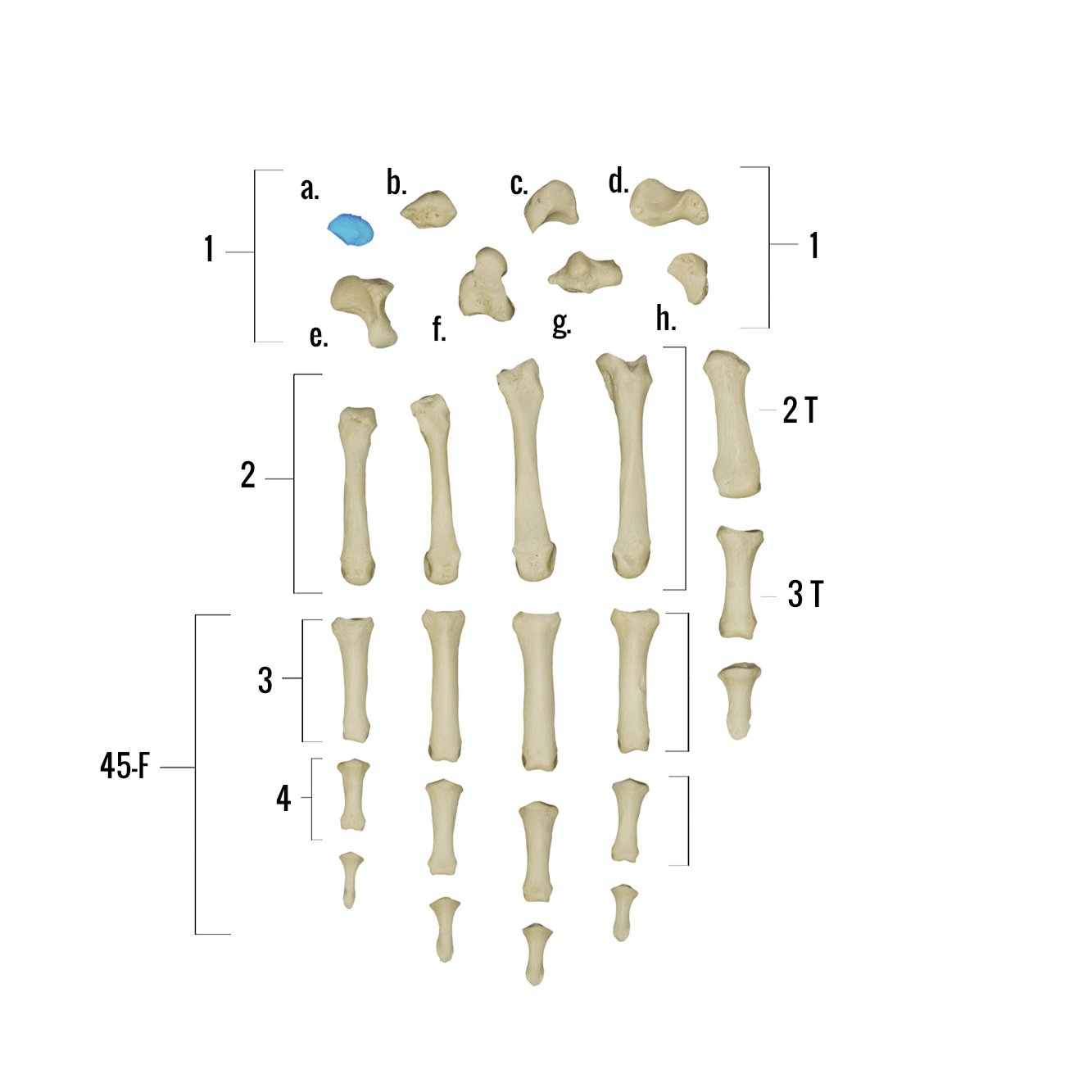 Real Human Hand Skeleton Model - Anatomically Accurate Single Bone Structure for Medical Study, Halloween Decor & Science Education