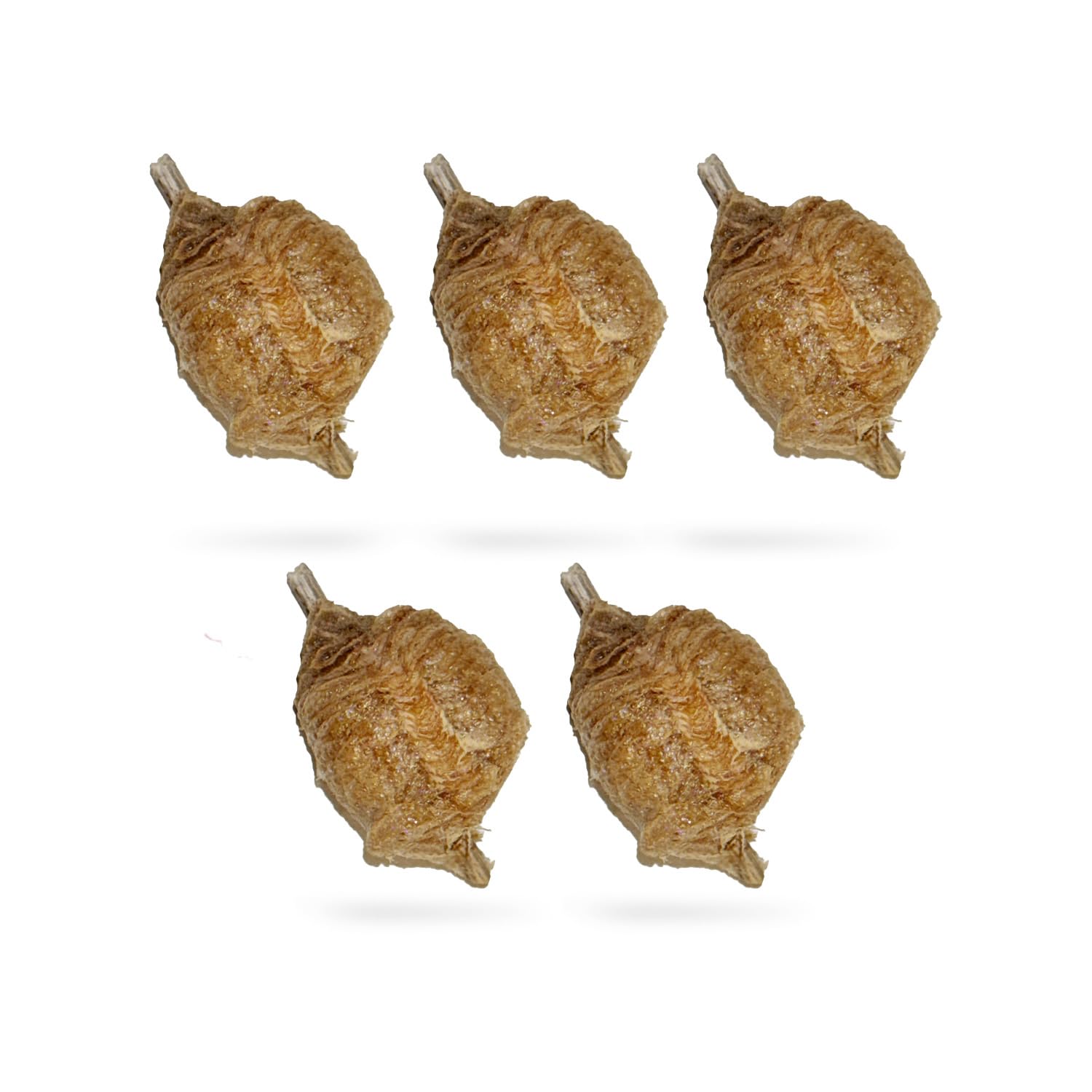 Chinese Praying Mantis Ootheca Egg Case - 5 Pack with Transparent Hatching Habitat Cup | STEM Education & Gardening | Up to 400 Baby Nymphs per Egg | Perfect for Classroom Projects & Organic Pest Control