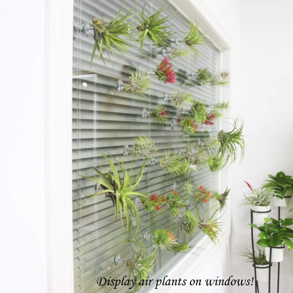 10 Pack Vertical Air Plant Holders with Suction Cups - Stainless Steel Tillandsia Planters for Wall & Window Display - Perfect for Home, Office Decor & DIY Tillandsia Art (Small)