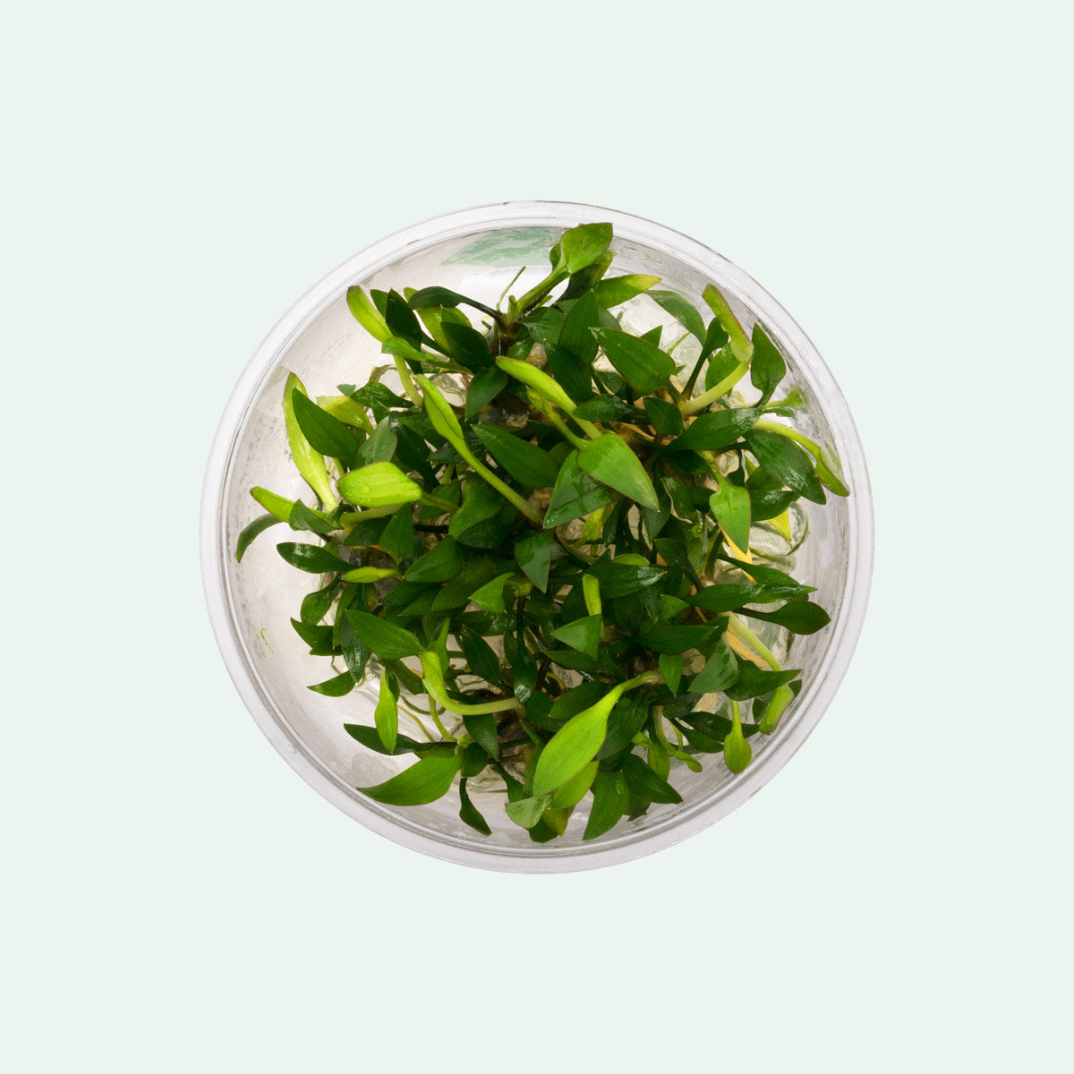 Cryptocoryne Lutea Aquatic Plant - Live Freshwater Aquarium Plant for Fish Tanks | Perfect for Aquascaping, Low-Tech Tanks & Natural Habitat Setup