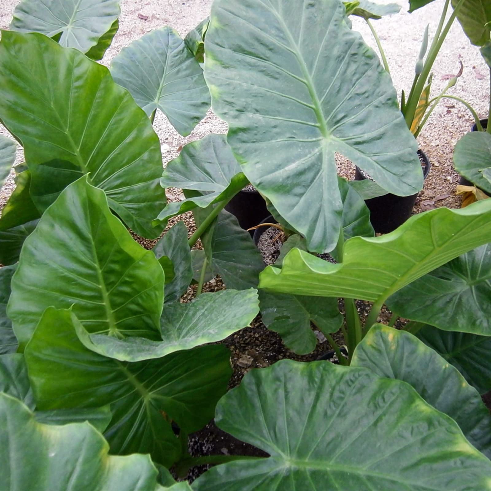 Premium Mixed Elephant Ear Bulbs (Colocasia Taro) - 3 Pack for Planting in Pots & Gardens - Perennial Tropical Foliage Plants for Indoor/Outdoor Decor, Landscaping & Patio Gardening