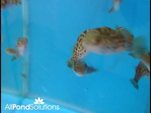 Figure 8 Puffer Fish (Tetraodon biocellatus) - Freshwater Aquarium Fish for Home & Office Tanks