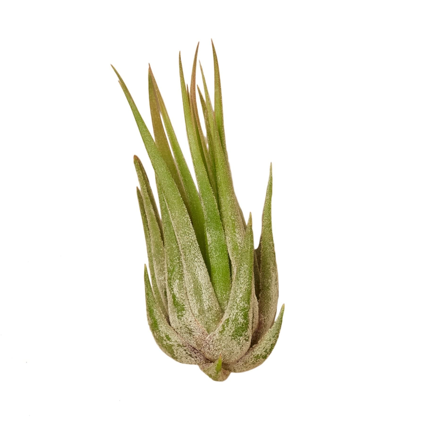 Tillandsia Air Plant Kolby - 3 Pack Live Tillandsias | Easy Care Indoor Plants for Home & Office Decor | USA Grown Air Plants for Terrariums, Wall Displays & Wedding Centerpieces