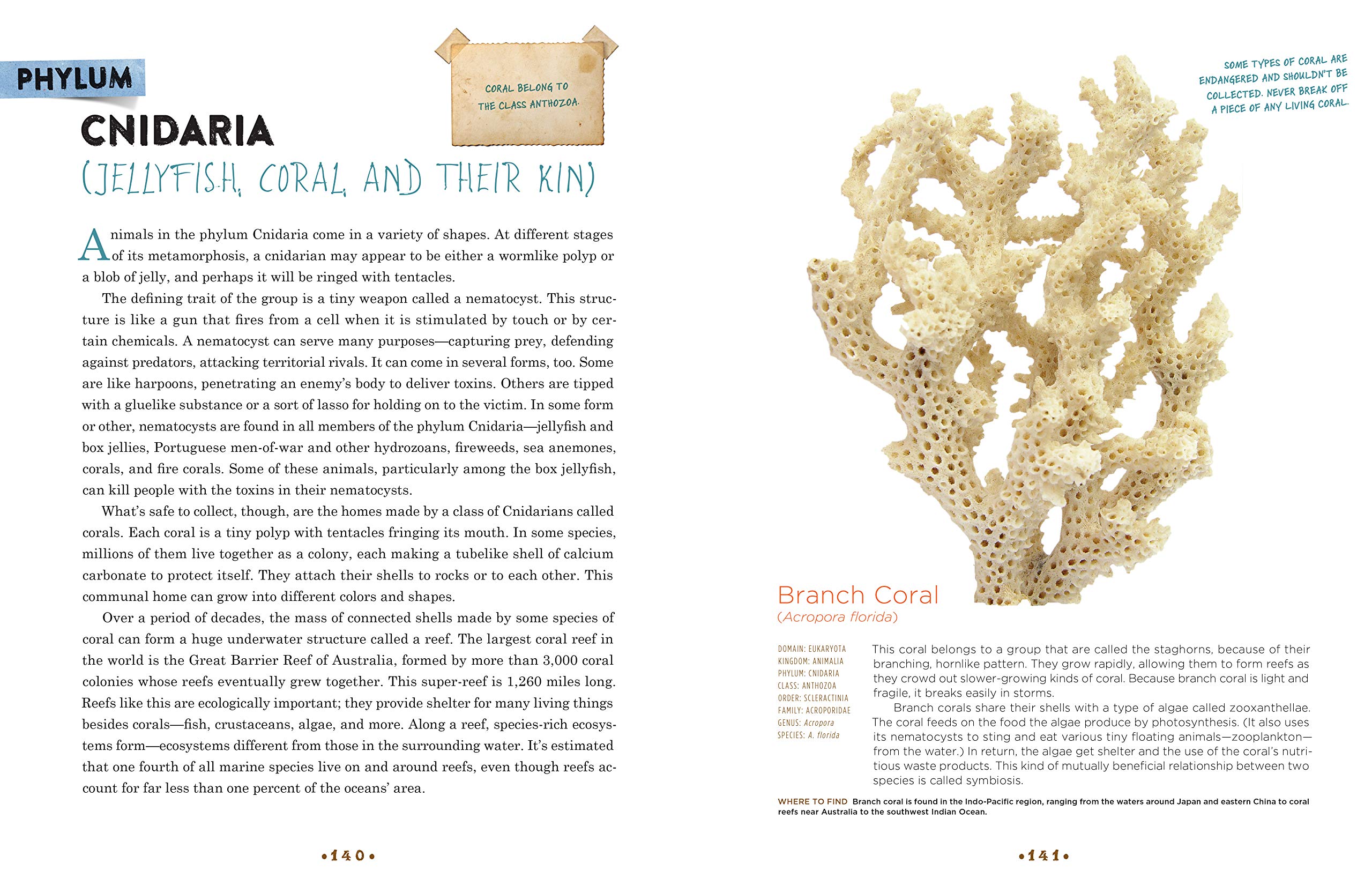 Cabinet of Curiosities: Collecting Natural Wonders & Exploring Nature's Mysteries - Perfect for Home Decor, Science Enthusiasts & Unique Gift Ideas