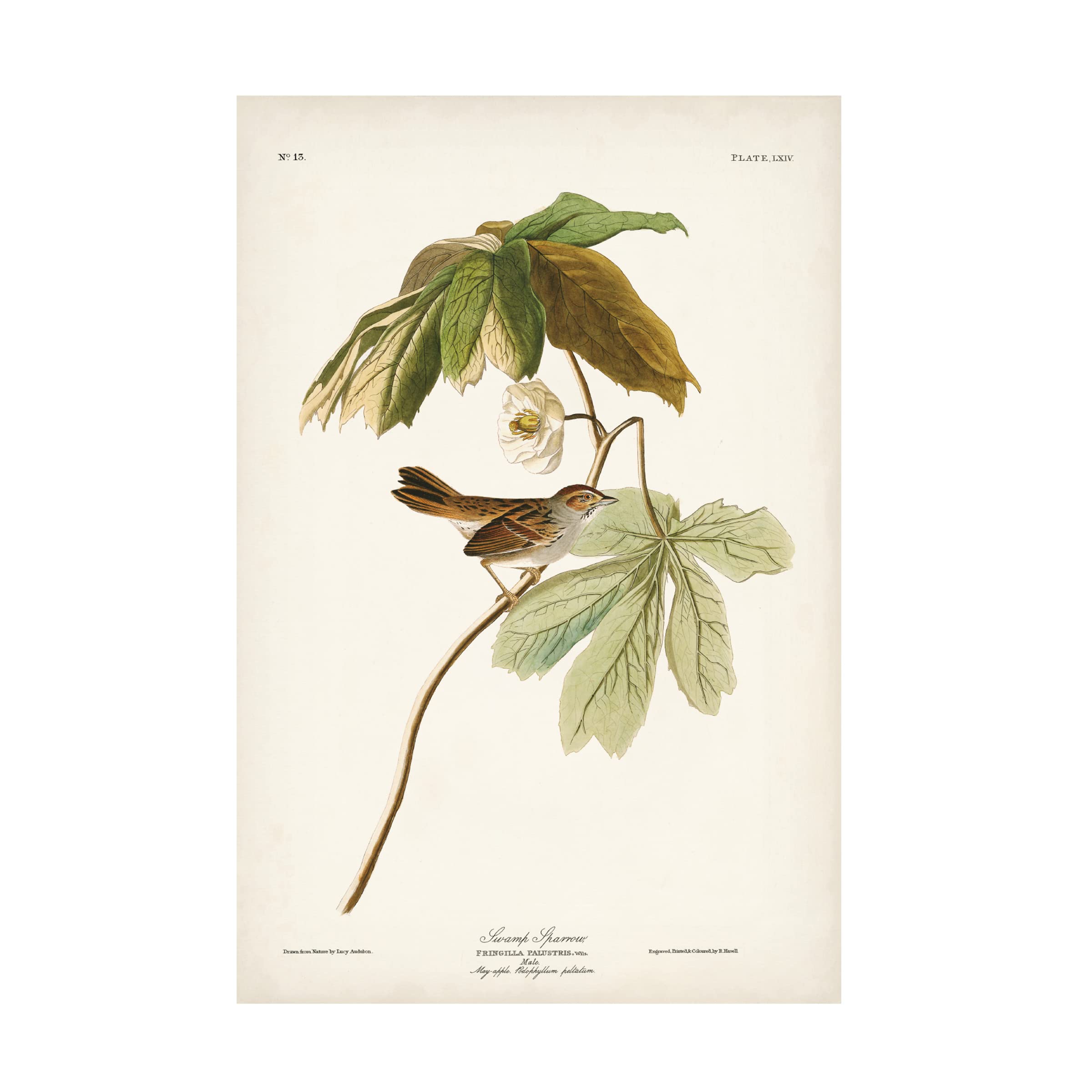 John James Audubon 'Swamp Sparrow' Fine Art Canvas Print - 22x32 Inches - Nature Bird Wall Decor for Living Room, Bedroom & Office