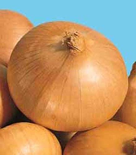 Texas Early Grano Onion Seeds - Big, Sweet & Tasty (200 Seeds) for Home Gardening, Cooking & Fresh Salads