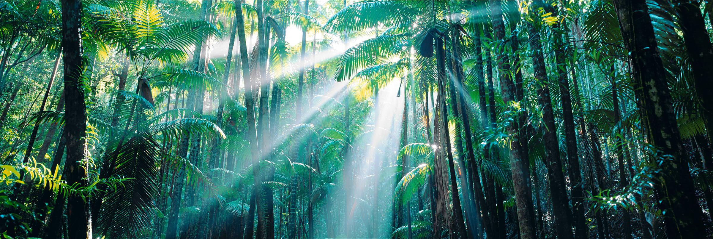 Enchanted Forest Wall Art - Fantasy Nature Decor for Home, Office & Nursery | Perfect for Bedroom, Living Room & Gift Giving