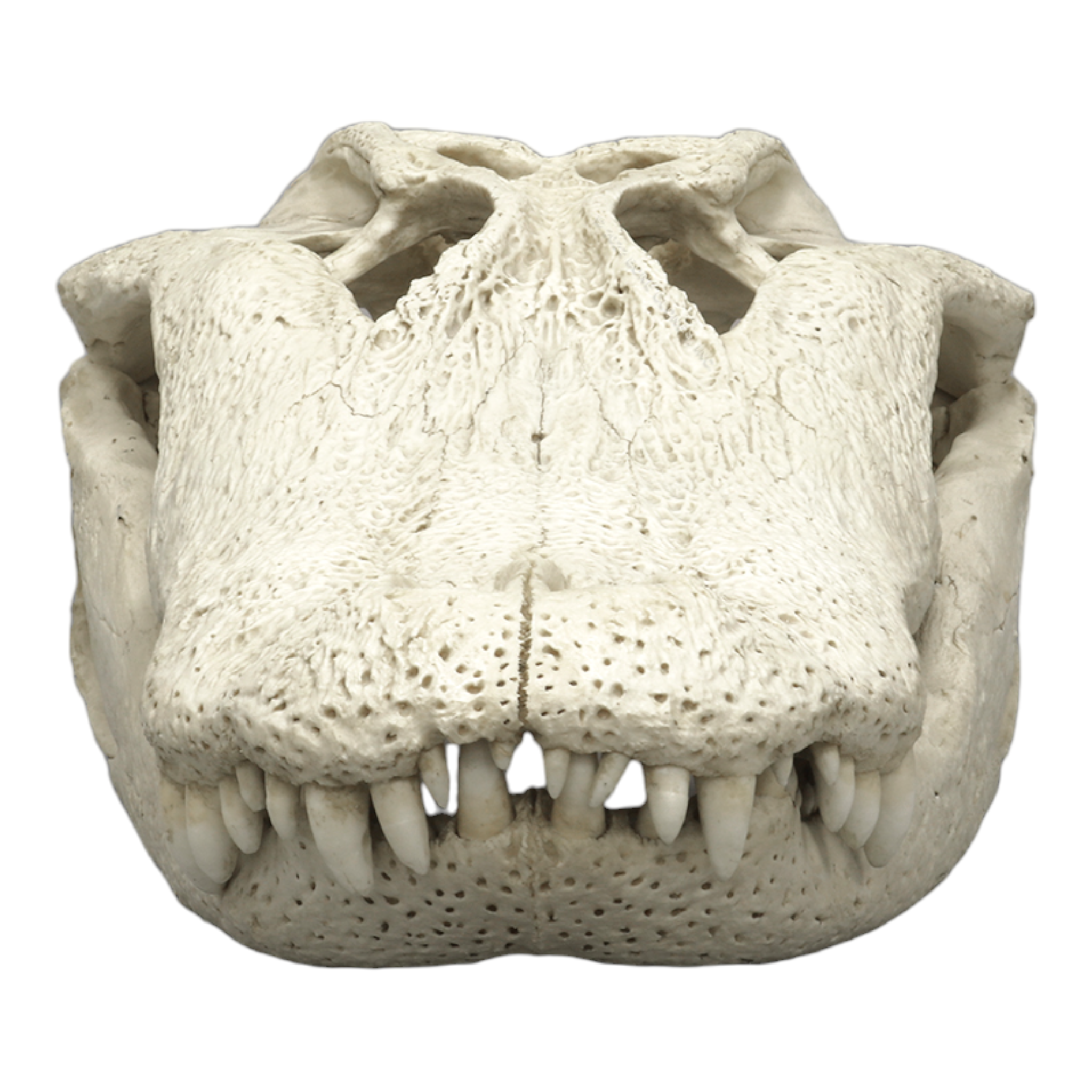 Authentic-Looking Replica American Alligator Skull - 29.5 Inches - Perfect for Home Decor, Halloween Props, and Educational Displays