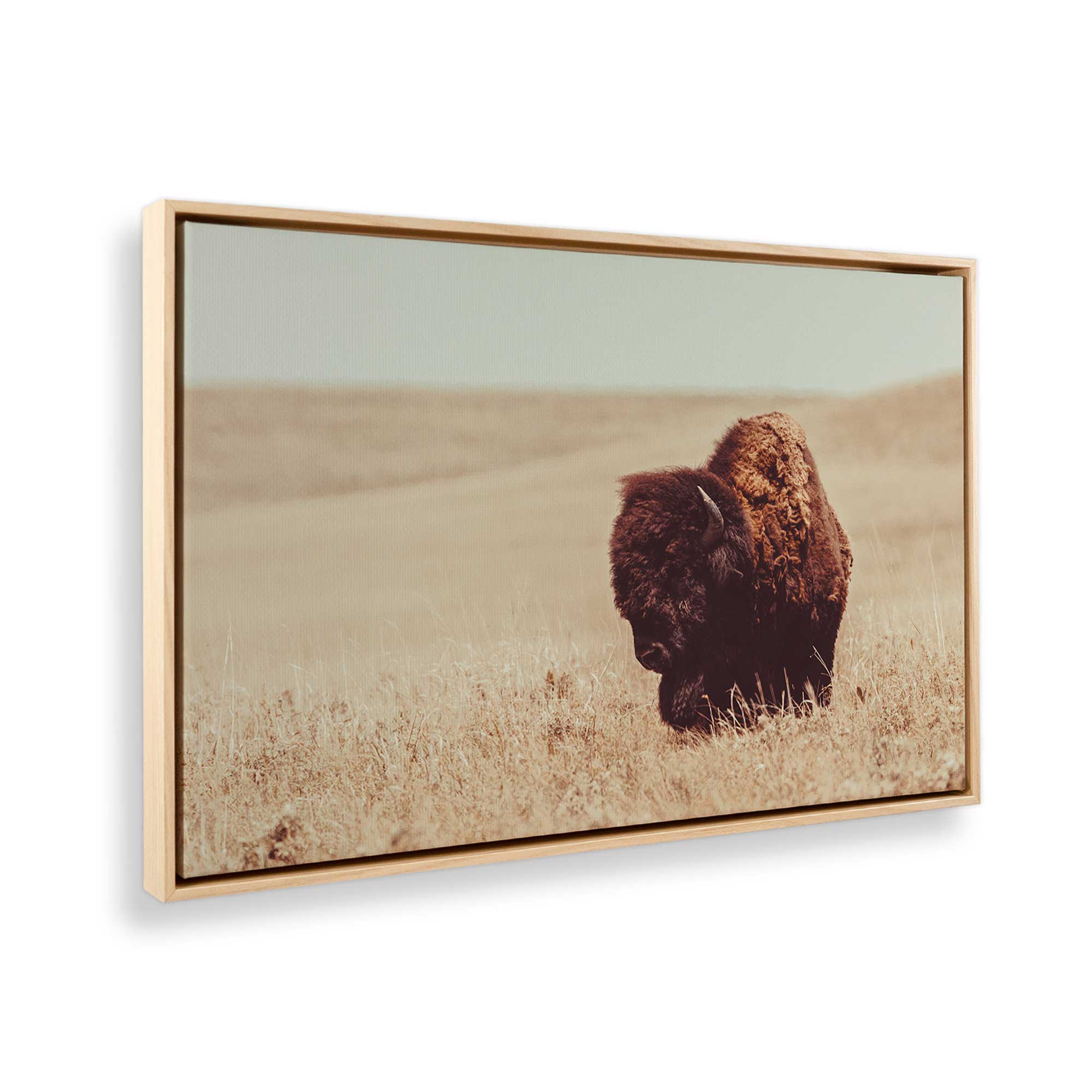 Grazing Bison Serenity Canvas Wall Art Print - Nature Wildlife Decor for Living Room, Bedroom & Office