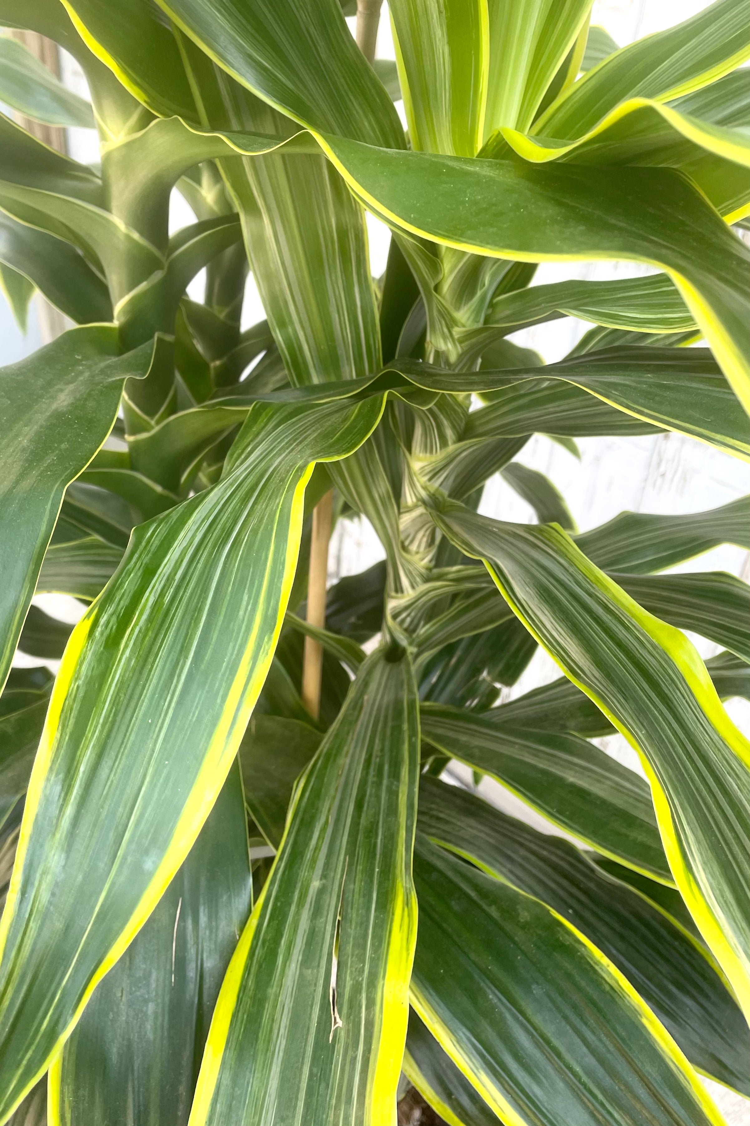 Dracaena 'Art' 12 Inch Potted Plant - Low Maintenance Indoor Houseplant for Home & Office Decor - Perfect for Living Room, Bedroom, and Workspace Greenery