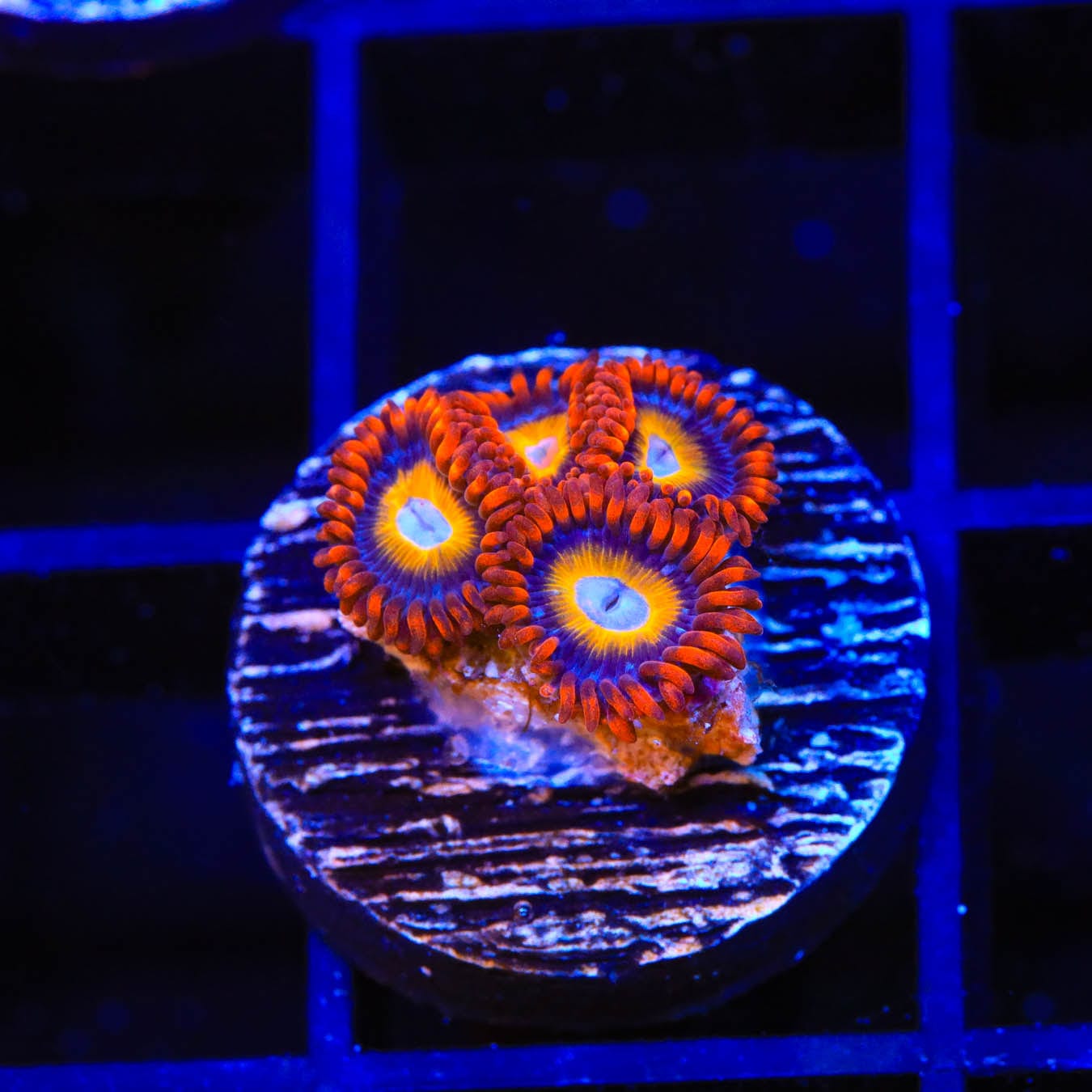Premium Blue Eye Blondie Zoanthids Coral for Saltwater Aquariums - Vibrant Coral for Reef Tanks & Marine Displays