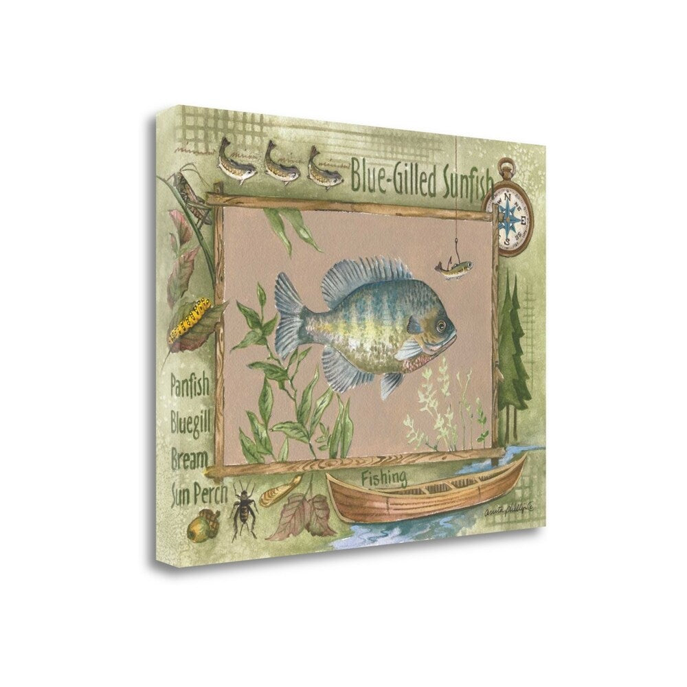 Blue Gilled Sunfish by Anita Phillips - Premium Giclee Art Print on Gallery Wrapped Canvas - Perfect for Living Room, Bedroom & Office Wall Decor