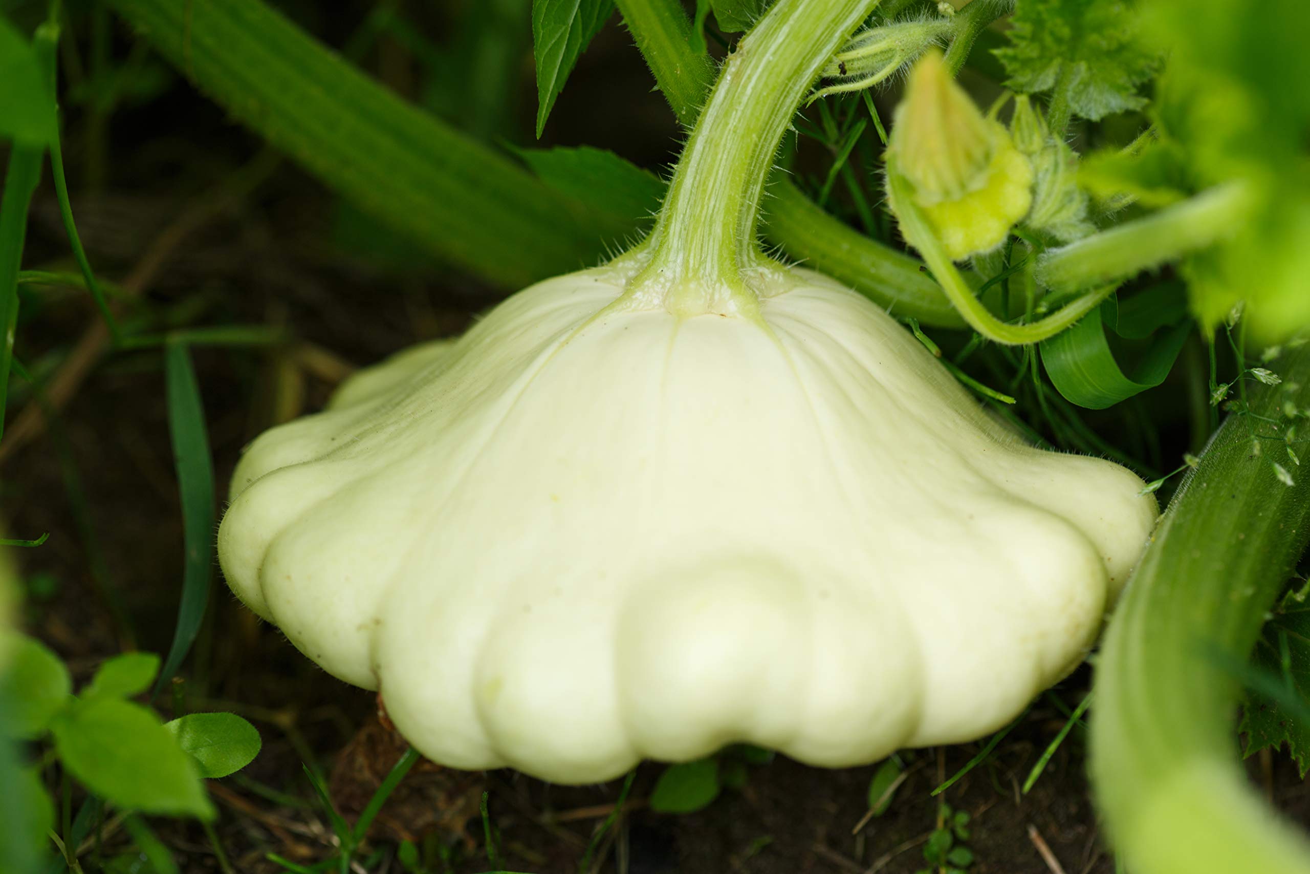 Organic White Bush Scallop Summer Squash Seeds for Planting - 30+ Heirloom Patty Pan Squash Seeds, Non-GMO, Cucurbita Pepo | Perfect for Home Gardens, Container Gardening & Fresh Cooking | Isla's Garden Seeds
