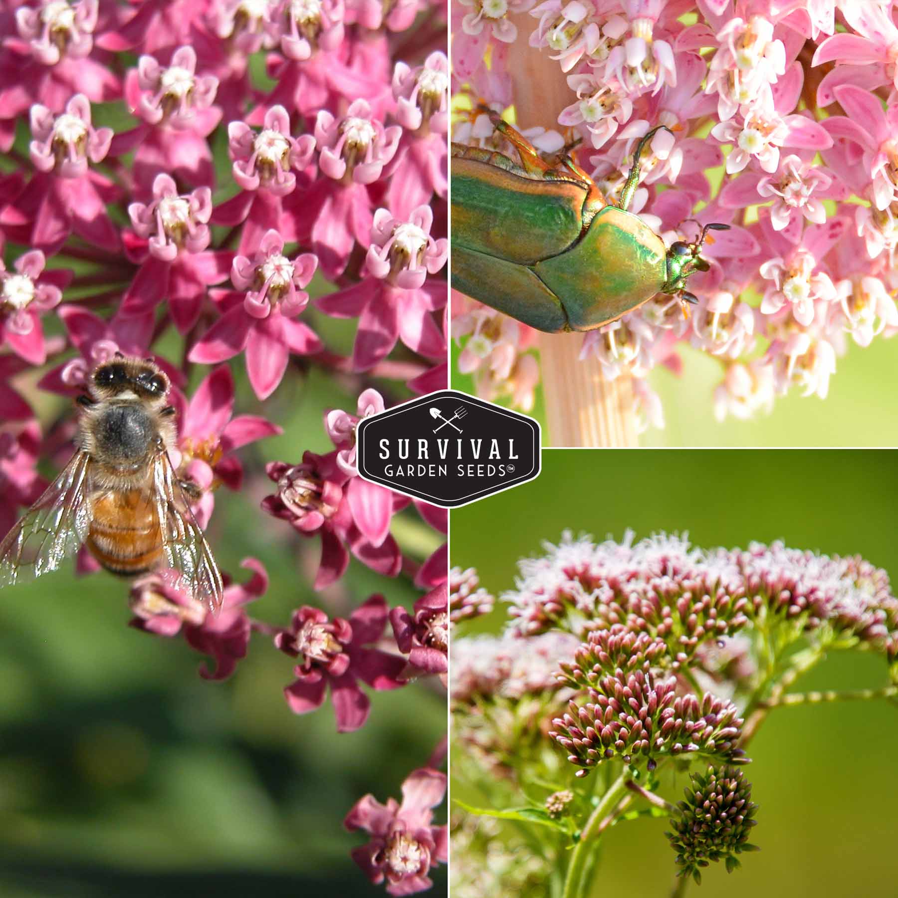 **Buy Rose Milkweed Seeds Online - Asclepias Incarnata for Butterfly Gardens & Pollinator-Friendly Landscaping**