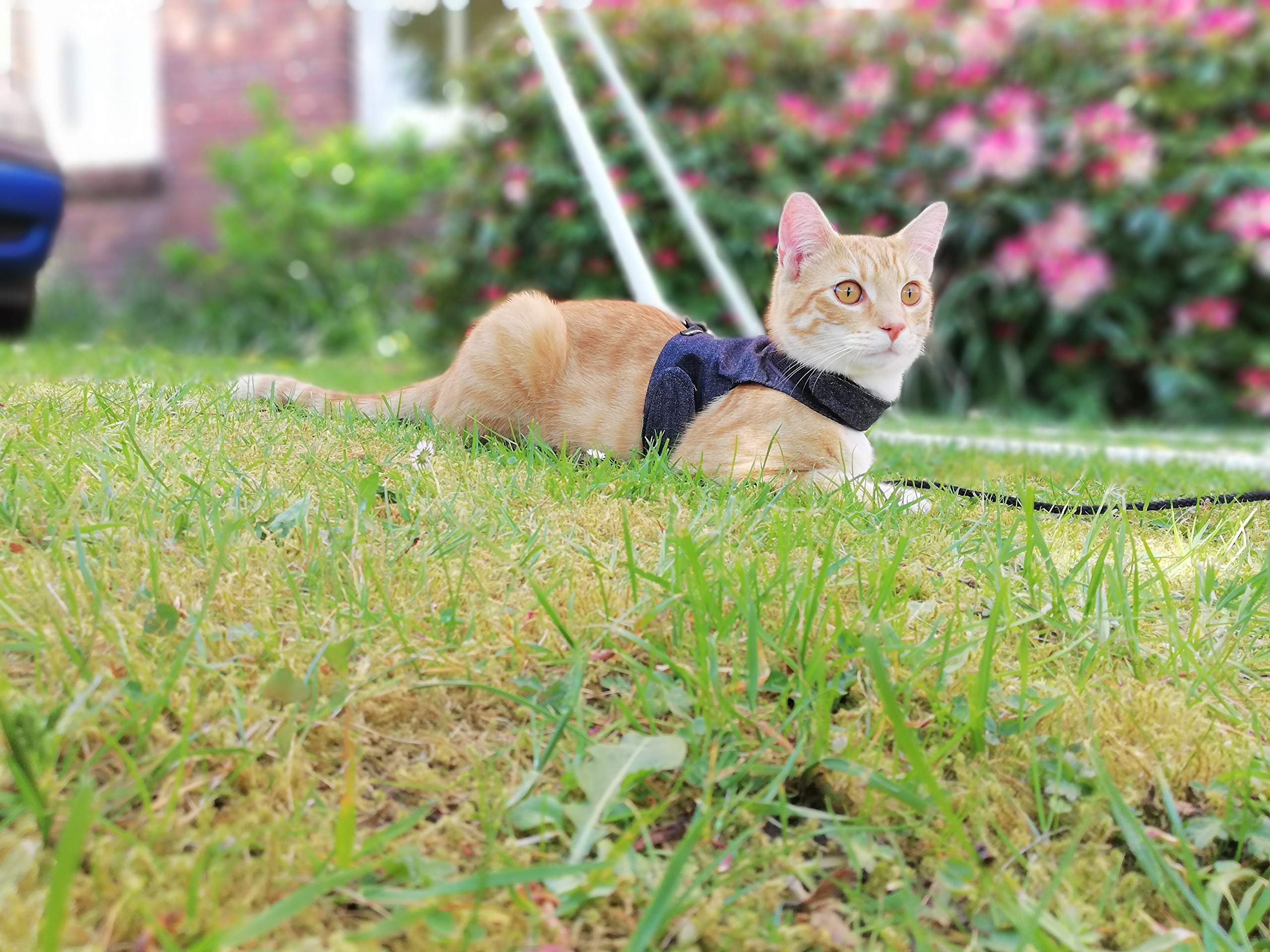 Premium Black Denim Cat Jacket & Harness for Adult Cats - Escape-Proof Walking Vest for Outdoor Adventures and Vet Visits