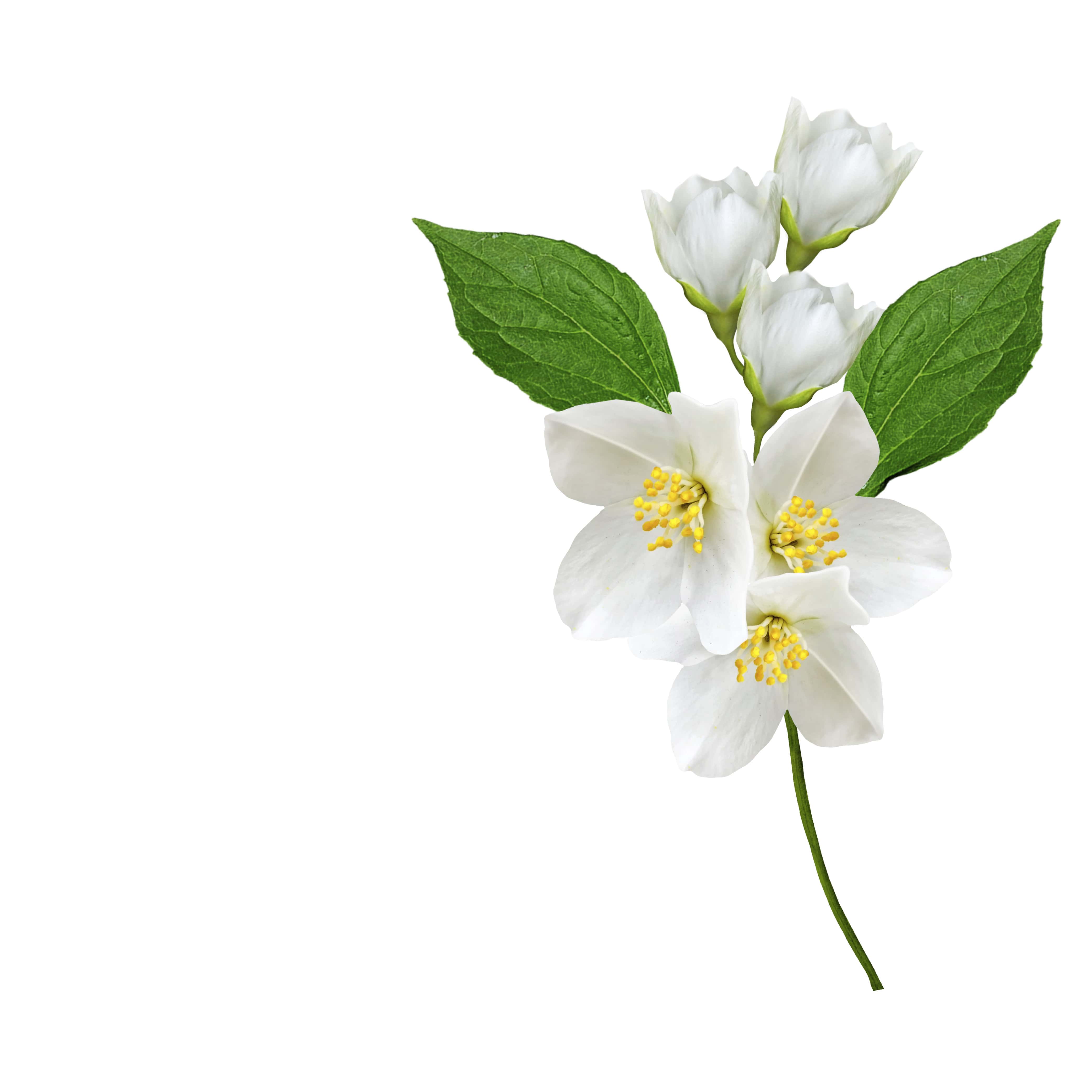 Premium Jasmine Fragrance Oil for Cold Air Diffusers - 100% Pure Essential Oil for Aromatherapy, Home & Office Relaxation