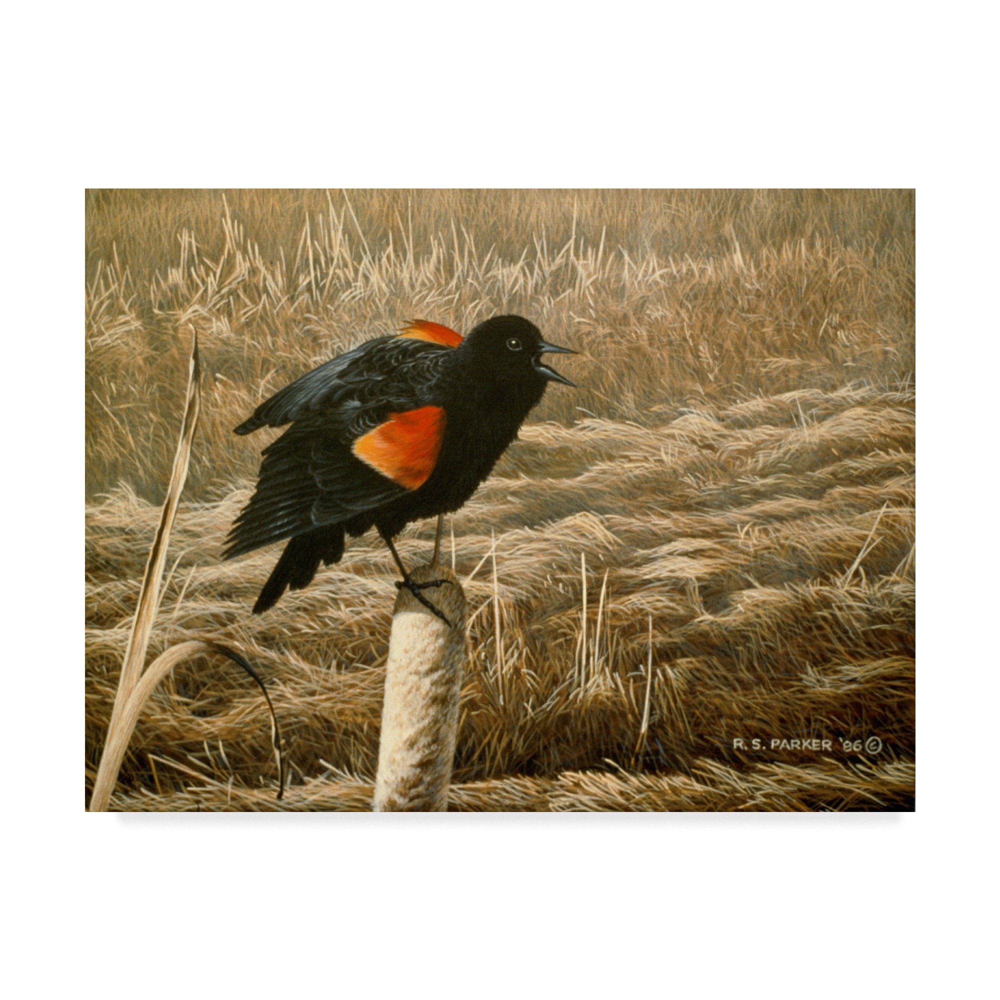 Red Winged Blackbird Art Print by Ron Parker - 24x32 Inch Wall Decor for Living Room, Bedroom & Office - Nature Wildlife Bird Painting for Home & Office Decor