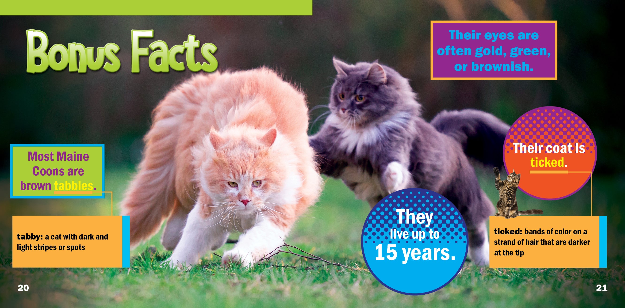 Maine Coon Cats for Sale - Large, Friendly & Fluffy Breed | Perfect for Family Pets & Show Competitions