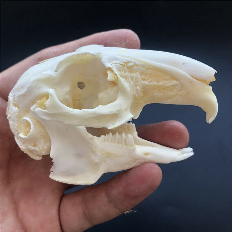 Real Rabbit Skull Taxidermy Specimen - Authentic Animal Bones for Science Education, Home Office Decor & Unique Gift - Perfect for Halloween Decor, Gothic Display & Biology Study (10 Pieces)